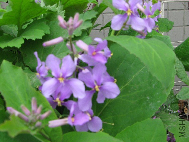 IMG_0884.JPG