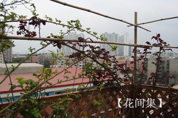 IMG_2137 ����.jpg