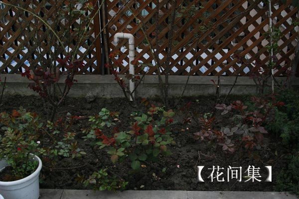 IMG_2134 ����.jpg