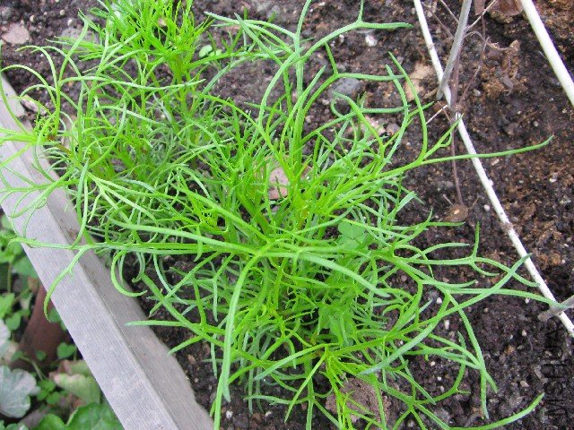 ��һ���ֵ���ɫ��