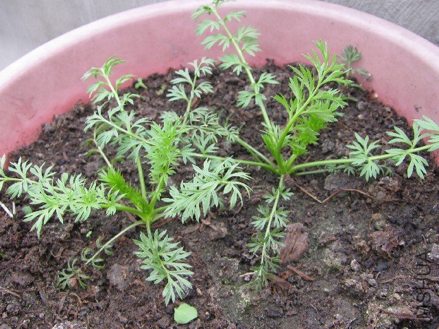 �Ǻ찢�̹��ĺ��ֲ�