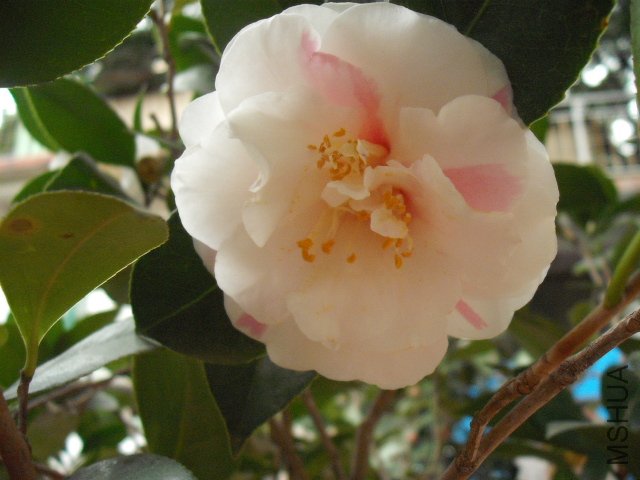 ����ʮ��Ц��һ