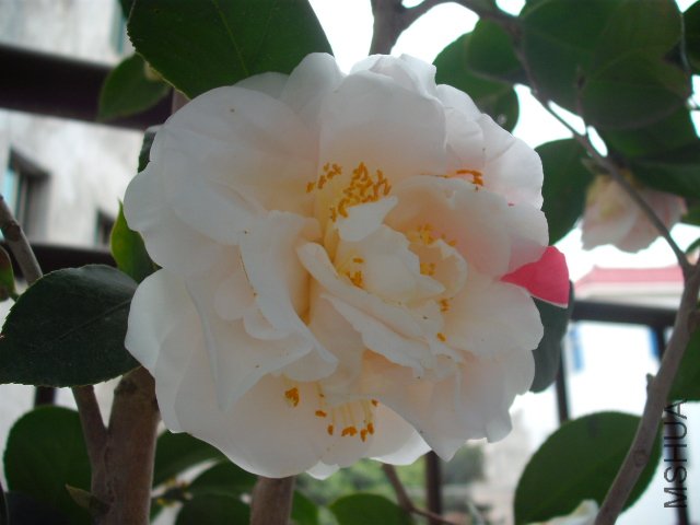 ��³��������ɫ��һ�û���