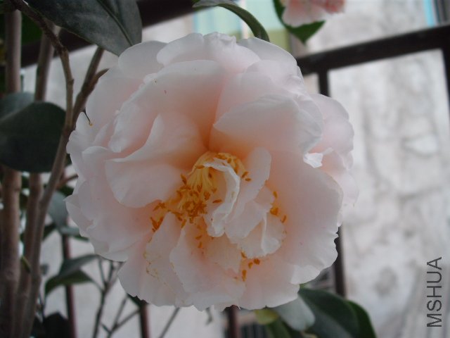 ��³��������ɫ��һ�û���