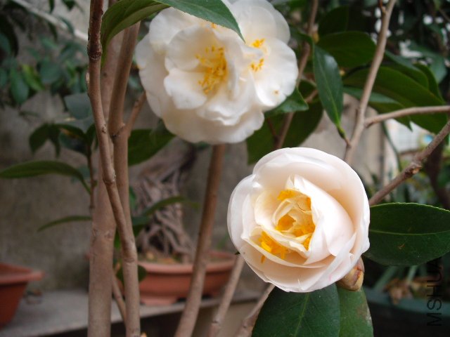 ����ʮ��Ц����