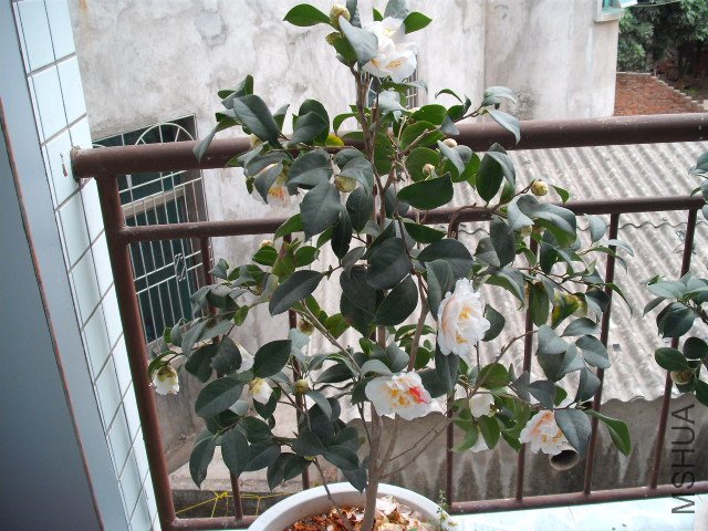 ��һ�õ���������