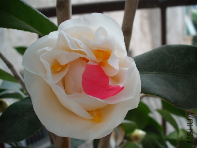 ��³��������ɫ��һ�û�һ