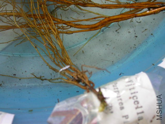 �������ű�׼��