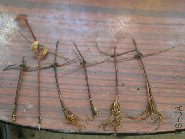 6��������