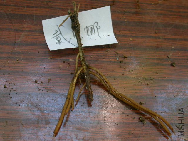 4���º��СԹ��