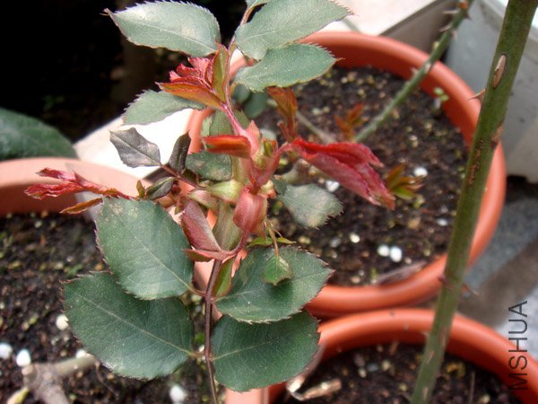 ������û��������֦������