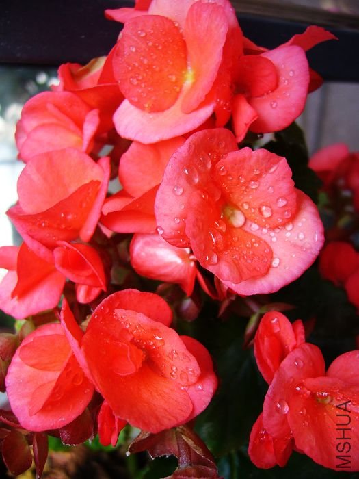 �������ɺ죬����Խ��Խ�ܣ�