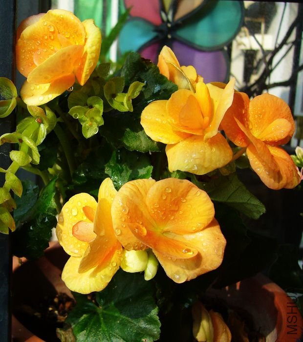 �������ɻƣ�����Խ��Խ��