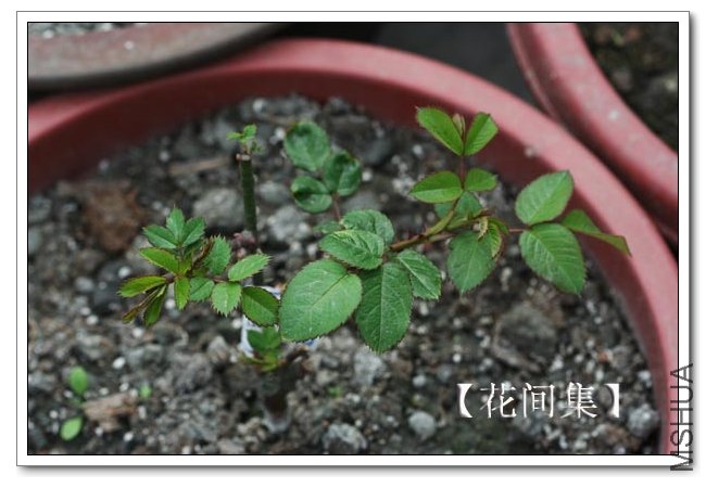 IMG_2258 ����.jpg