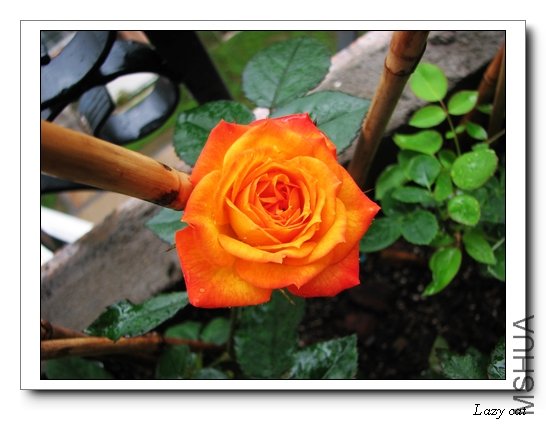 ��һ���ɫ΢��