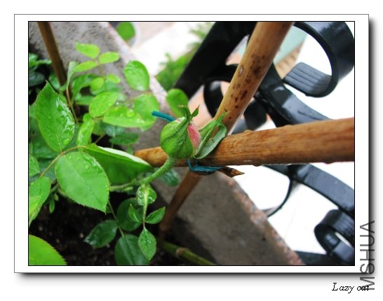 ĵ���¼��Ļ���