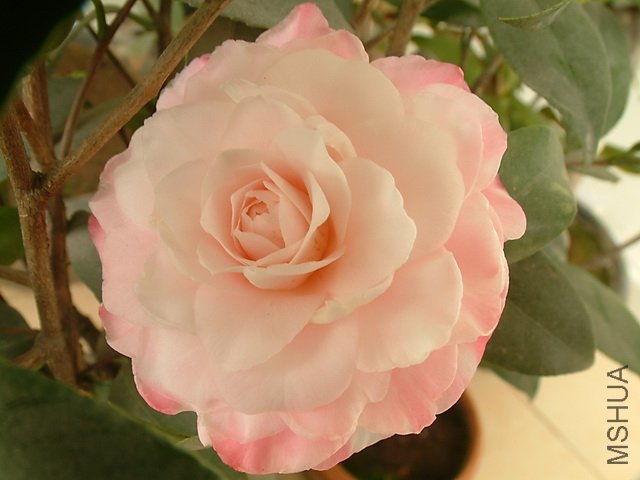 Picture 026_resize.jpg