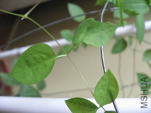 �������˵�һ��ҶƬ�ϵ�ҧ��