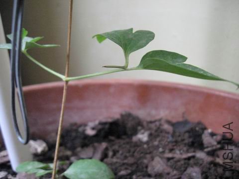 �ײ���һ����Ҷ������