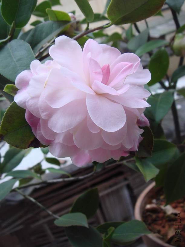 ������˹