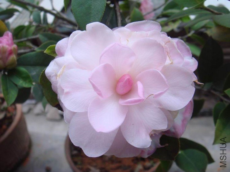 ������˹