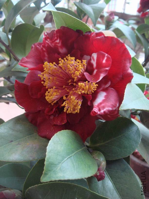 ��ת DSC02746.JPG