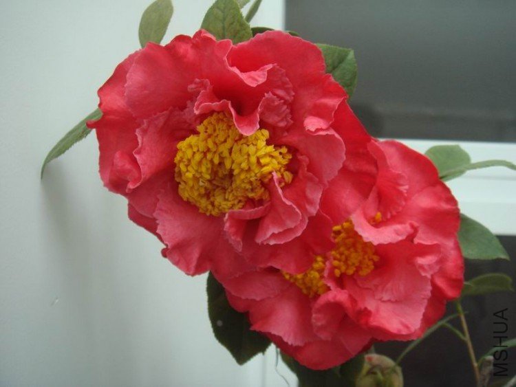 �ȶ������