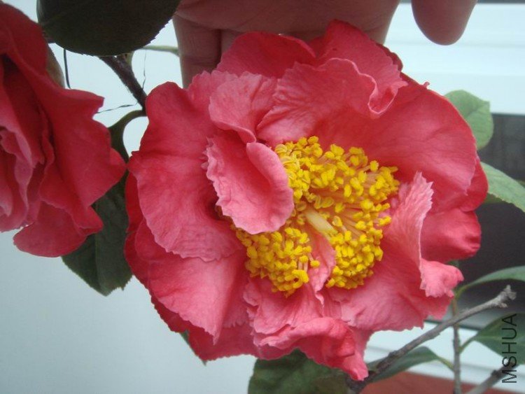 �ȶ������