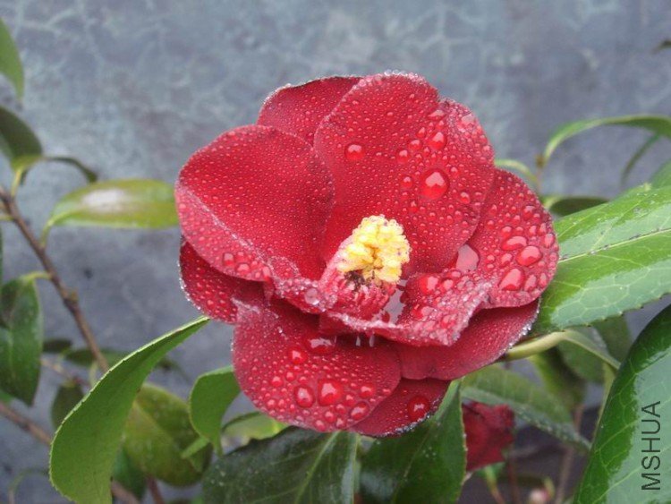 �ʼ������