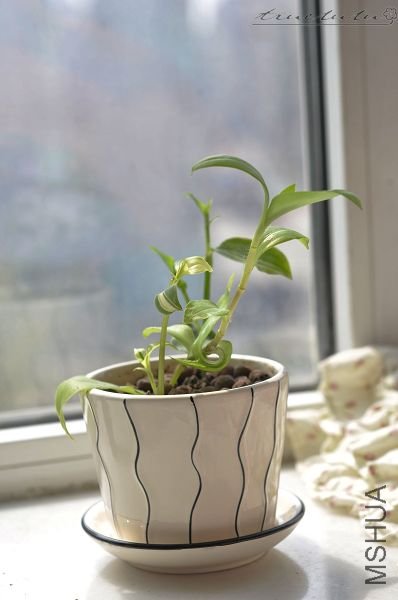 ��Ƭ090308 031.jpg