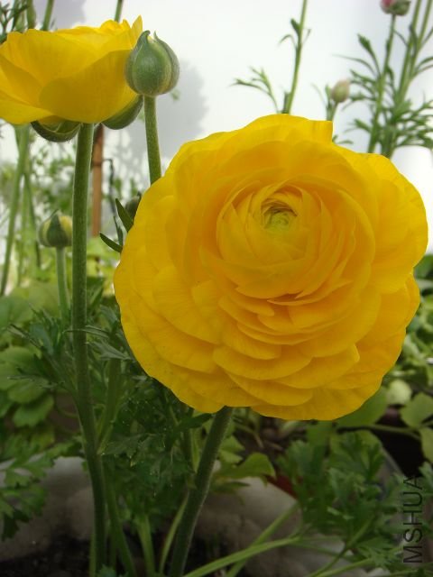 �����ɫ�������׼����ϧ�Ǹ��Ჱ��