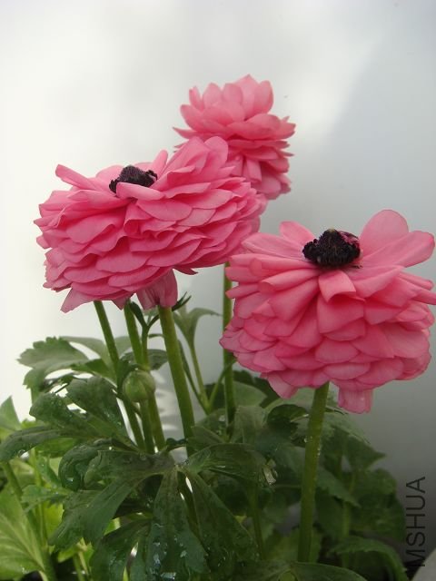 ˭֪����ëݢ���Կ���������