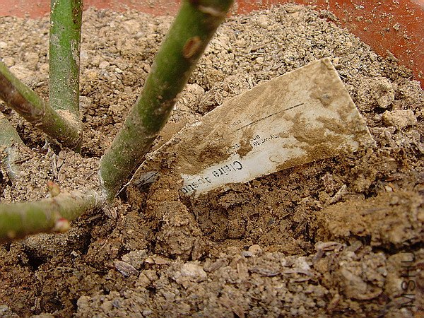 SNV32679.JPG