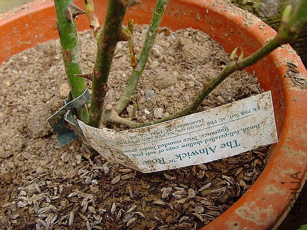 SNV32680.JPG