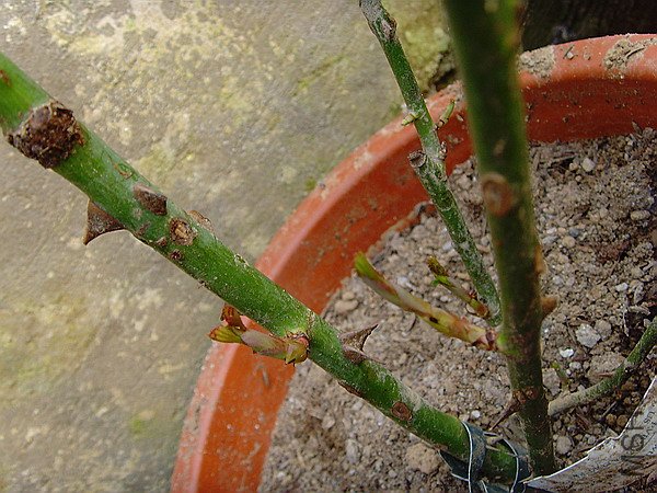 SNV32681.JPG