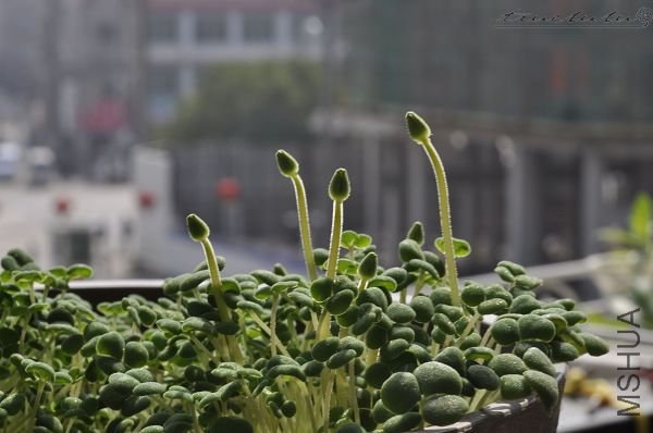 ��Ƭ090308 192.jpg