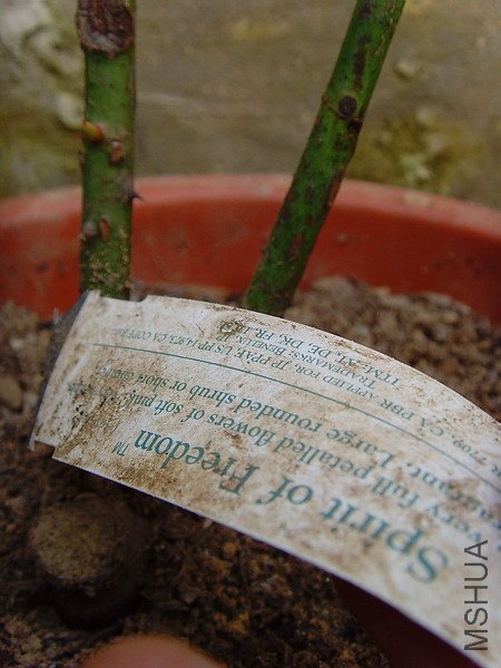 SNV32685.JPG