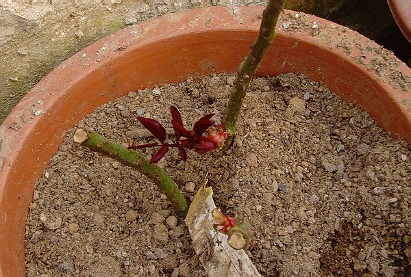 SNV32688.JPG