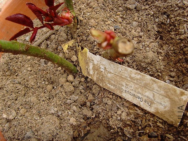 SNV32694.JPG