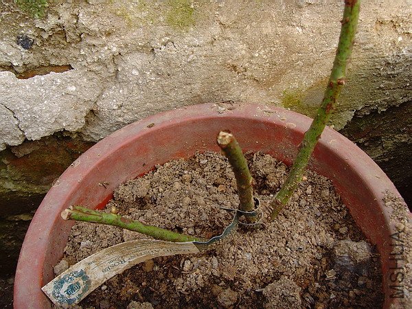 SNV32689.JPG