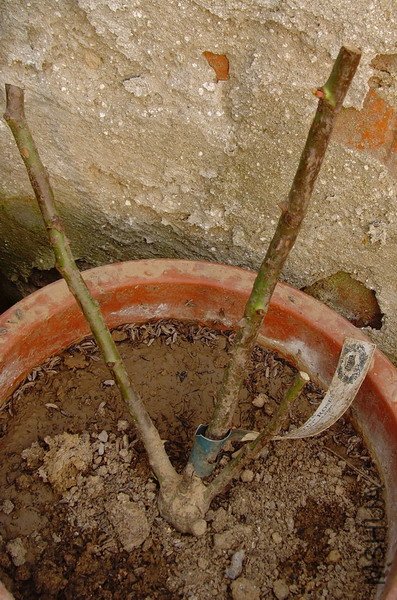 SNV32690.JPG