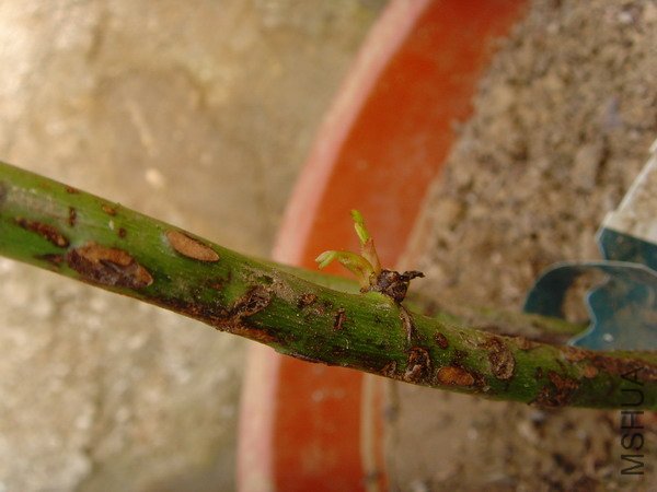 SNV32700.JPG