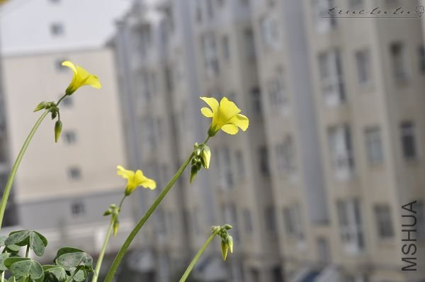 ��Ƭ090308 111.jpg