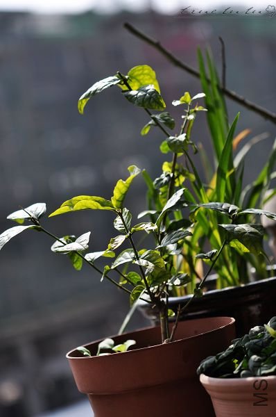 ��Ƭ090308 184.jpg