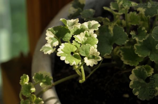 ��Ƭ090308 096.jpg