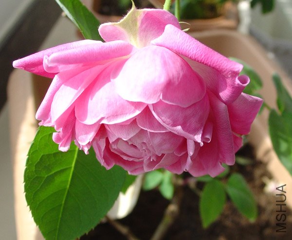 DSC05418.jpg