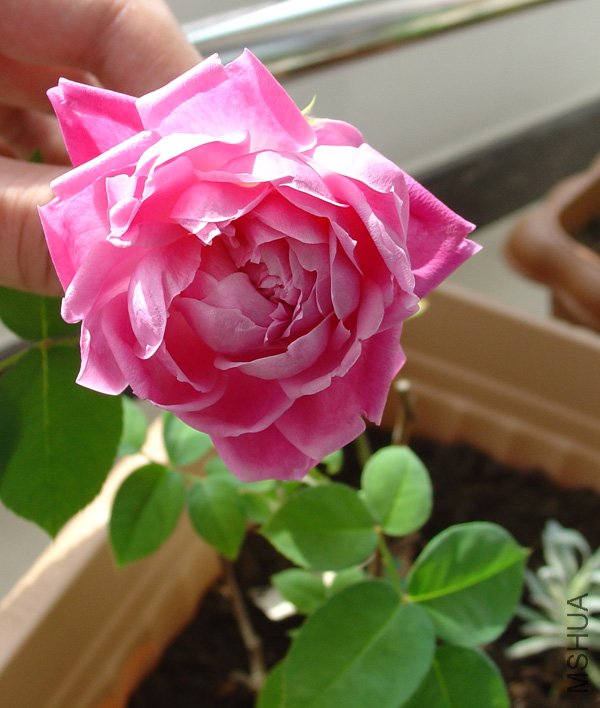DSC05416.jpg