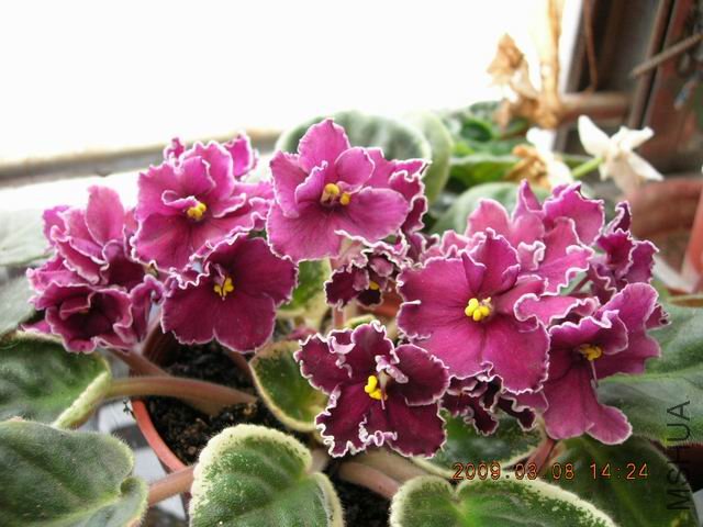�{����Сafrican violet-������-2009-0308-DSCN9431.JPG