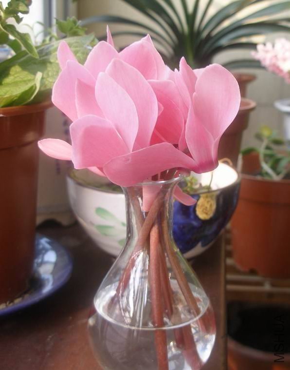 ������С P3270508.JPG