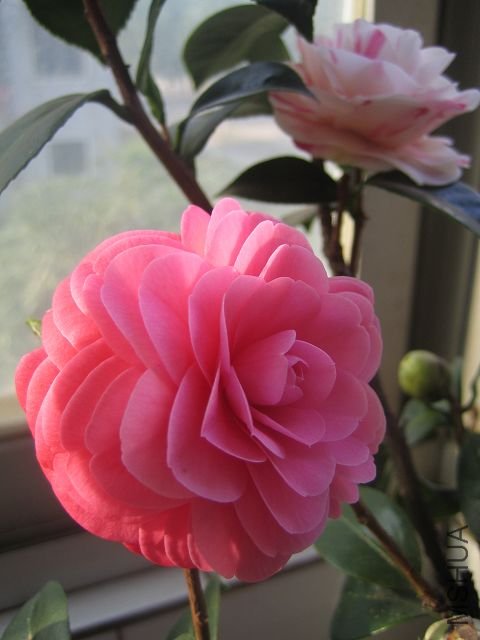 ��ʮ�˵�С�컨